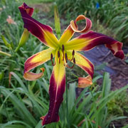 Heavenly Knight Rider Daylily